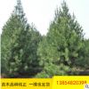 大量出售2-3米华山松 工程绿化用华山松 带土球发货华山松树
