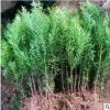 基地直供红豆杉 庭院风景树红豆杉树 市政园林绿化苗木批发