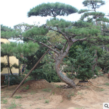 基地出售景松树 园林建筑树形优美现货供应 景松价格优惠