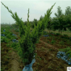 四季常青植物造型铺地柏盆景绿化苗沙地柏苗庭院桌面摆放盆栽批发