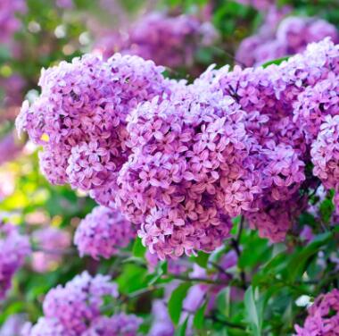 庭院绿化紫丁香树苗 丁香花苗 嫁接丁香树苗耐寒花卉植物当年开花