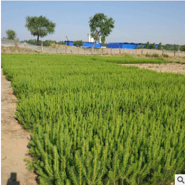 厂家直销樟子松 供应东北辽宁樟子松种子等常绿耐寒树籽批发