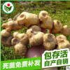 药材种苗黄精种苗 一年苗姜形多花黄精种苗