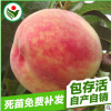 晚熟优良品种双节桃王桃树苗 湖北果树苗基地双节桃王果树苗批发