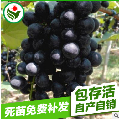长期供应 新品种葡萄果树苗 高山葡萄果树苗批发