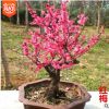 红梅花老桩盆景树桩红梅树苗乌梅绿梅室内盆栽绿植包邮