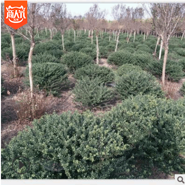 批发园林绿化工程 苗木龟甲冬青球龟甲冬青色块苗木规格齐全