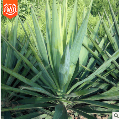 基地出售各种规格丝兰剑麻 四季常青 剑麻 凤尾兰丝兰耐寒耐旱