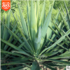 基地出售各种规格丝兰剑麻 四季常青 剑麻 凤尾兰丝兰耐寒耐旱