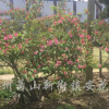 红王子锦带花
