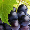 低价销售葡萄树苗 黑珍珠葡萄树 果大高产成熟实不落果 基地热销