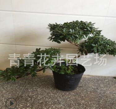 福建花卉永福花卉招财进宝杜鹃花造型盆景室内四季盆栽悬崖盆景图3