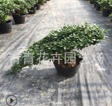 福建花卉永福花卉招财进宝杜鹃花造型盆景室内四季盆栽悬崖盆景图2