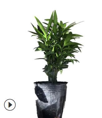 福建花卉 室内观叶盆景 四季长青植物 批发基地图2