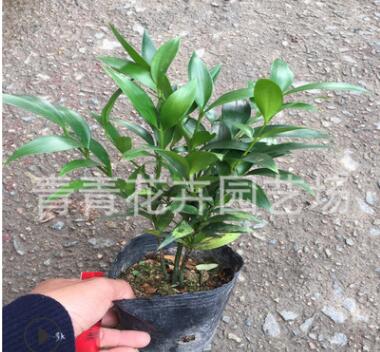 福建花卉 室内观叶盆景 四季长青植物 批发基地