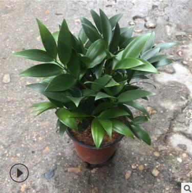 福建花卉 室内观叶盆景 四季长青植物 批发基地图3