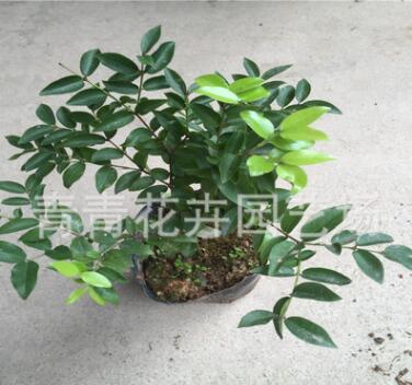 供应青青花卉 树葡葡果苗 台湾嘉宝果苗图3