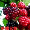 红宝石树莓苗 产量高经济效益好 适应力很强 风味甜 市场需求量大