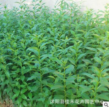 基地直供大叶女贞树 速生大叶女贞苗木 工程绿化树木行道树图2