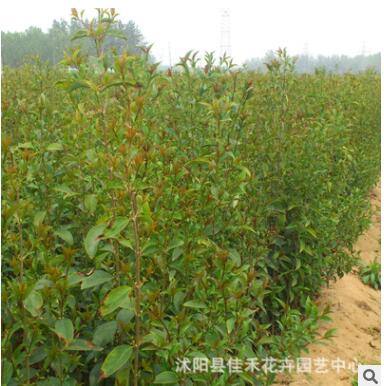 基地直供大叶女贞树 速生大叶女贞苗木 工程绿化树木行道树图3