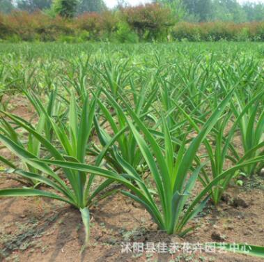 园林绿化苗木剑麻树 基地直销剑麻小苗四季常青图2