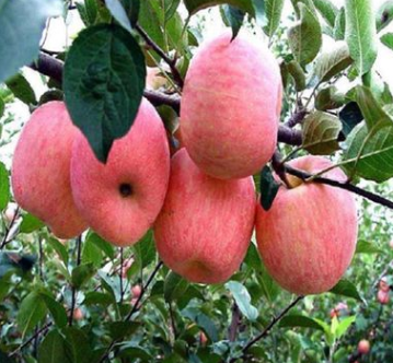 望香红苹果树苗 品种优良果农主栽 抗寒耐旱力强基地嫁接直销果苗