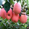 望香红苹果树苗 品种优良果农主栽 抗寒耐旱力强基地嫁接直销果苗