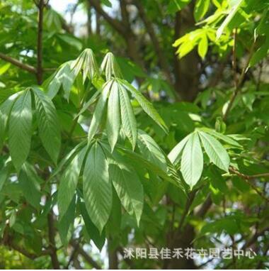 基地直销工程绿化树苗圃七叶树小苗 庭院绿化行道树图3