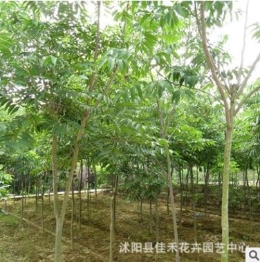基地直销工程绿化树苗圃七叶树小苗 庭院绿化行道树图2