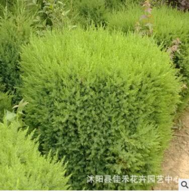 批发桧柏小苗 四季常青绿化桧柏小苗 规格齐全图3