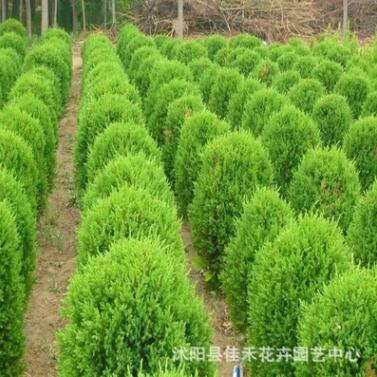 批发桧柏小苗 四季常青绿化桧柏小苗 规格齐全图2