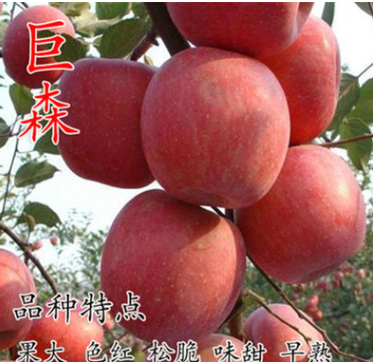 树苗批发 巨森苹果苗 产量高味浓汁多有香气 抗病耐寒果农主栽