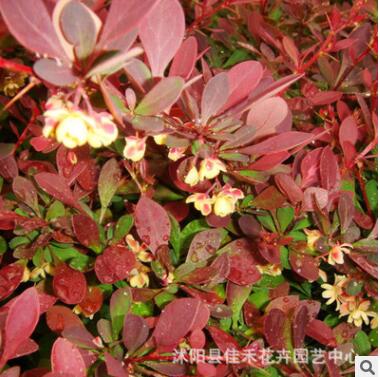 红叶小襞 大量批发 庭院色块红叶小檗苗 规格齐全图2