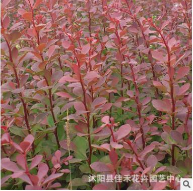 红叶小襞 大量批发 庭院色块红叶小檗苗 规格齐全