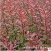 红叶小襞 大量批发 庭院色块红叶小檗苗 规格齐全