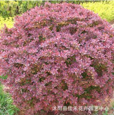 红叶小襞 大量批发 庭院色块红叶小檗苗 规格齐全图3