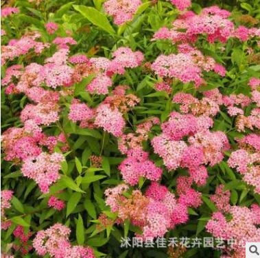 苗圃供应金山绣线菊 园林地被观花植物绣线菊苗规格齐全图2