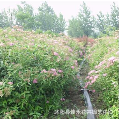 苗圃供应金山绣线菊 园林地被观花植物绣线菊苗规格齐全