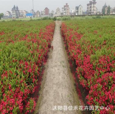 红王子锦带苗批发 工程绿化园林观花植物 耐寒耐旱苗木图2