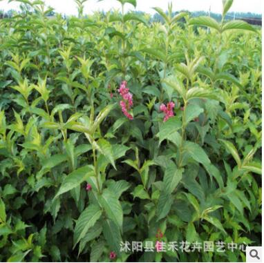 红王子锦带苗批发 工程绿化园林观花植物 耐寒耐旱苗木图3