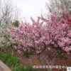 樱花树苗批发 出售日本晚樱花树苗嫁接苗 景观园林种植