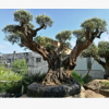 西班牙橄榄树——欧洲进口园林绿化街道小区单位厂家置氧的选择