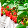 批发优质草莓苗 三叶一心红颜草莓苗 草莓苗品种纯正