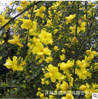 基地直销迎春花 藤本植物攀援花卉小苗 园林景观绿化工程迎春花苗