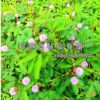 批发工程林木 花海含羞草种子 感应草种子花草种子