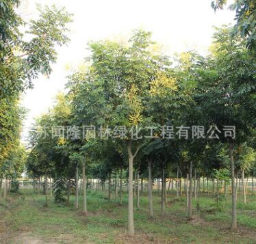 批发绿化苗木栾树树苗 优质防护树黄山栾树苗 北京栾树图3