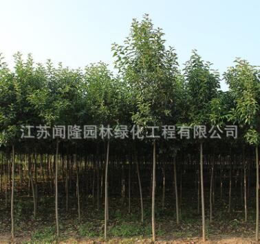 大叶女贞树苗工程绿化苗木行道点缀庭院种植量大图2