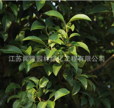 大叶女贞树苗工程绿化苗木行道点缀庭院种植量大图3