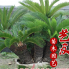 基地直销铁树 多本丛生铁树 树型优美 庭院别墅园林绿化 大量供应