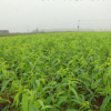 中秋桃树基地直销2公分 3公分映雪红桃树 红不软桃树大量批发价格